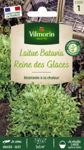Laitue Batavia Reine des Glaces - Légumes d'Autrefois